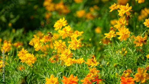 Fototapeta Naklejka Na Ścianę i Meble -  Close-up of Cosmos bipinnatus flower blooming in the garden