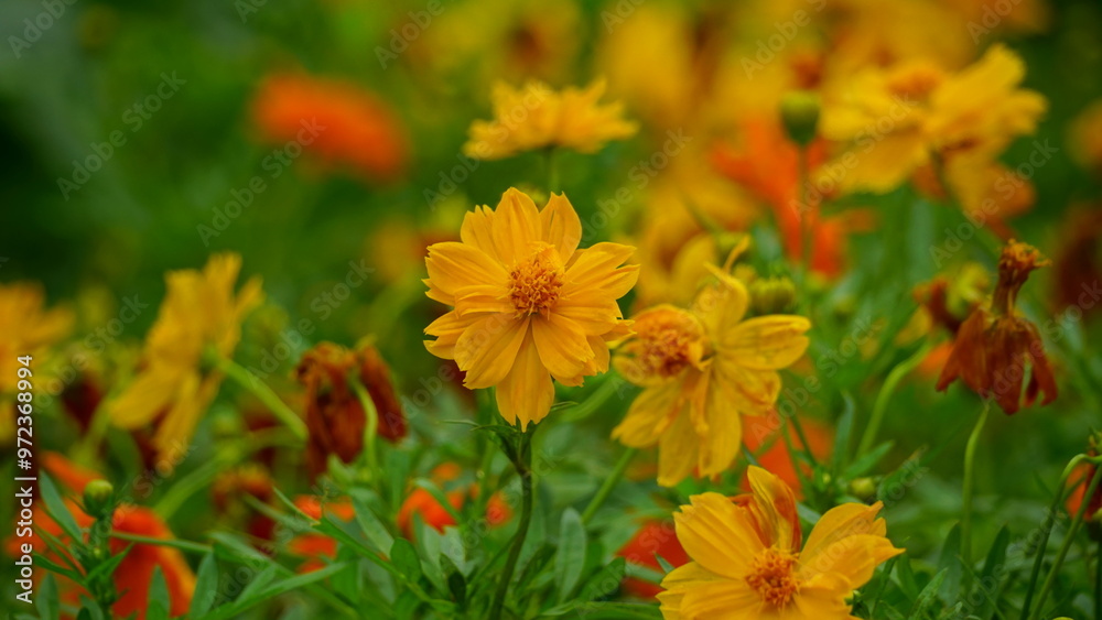 Close-up of Cosmos bipinnatus flower blooming in the garden Close-up of Cosmos bipinnatus flower blooming in the garden