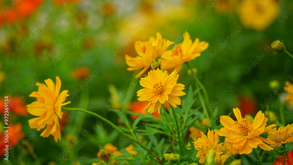 Close-up of Cosmos bipinnatus flower blooming in the garden Close-up of Cosmos bipinnatus flower blooming in the garden
