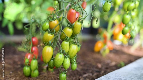 Ripening organic fresh tomatoes plants on a bush. Close-up view. photo