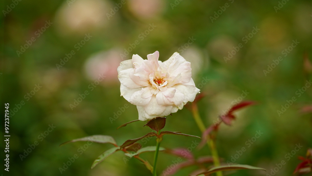 Close-up of roses blooming in the garden Close-up of roses blooming in the garden