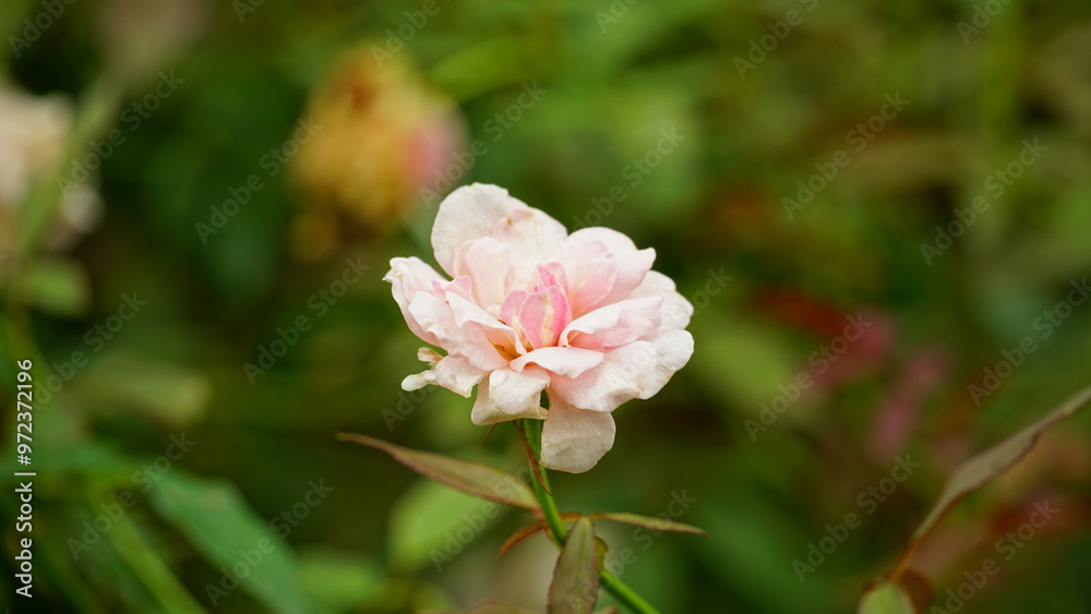 Close-up of roses blooming in the garden