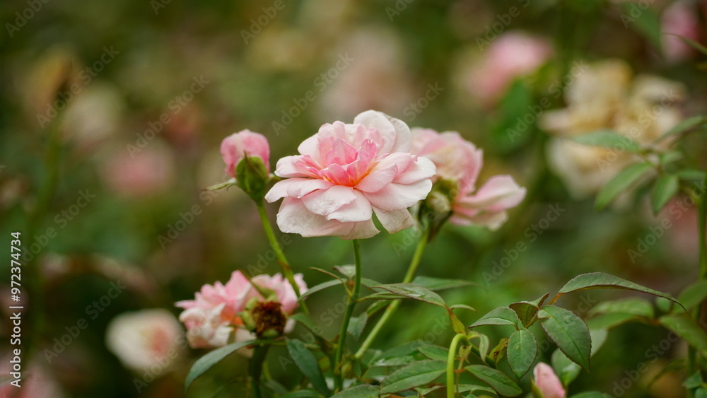 Close-up of roses blooming in the garden Close-up of roses blooming in the garden
