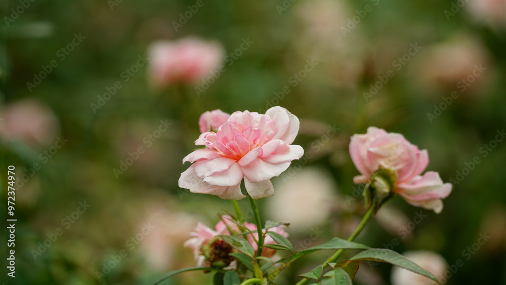 Close-up of roses blooming in the garden Close-up of roses blooming in the garden