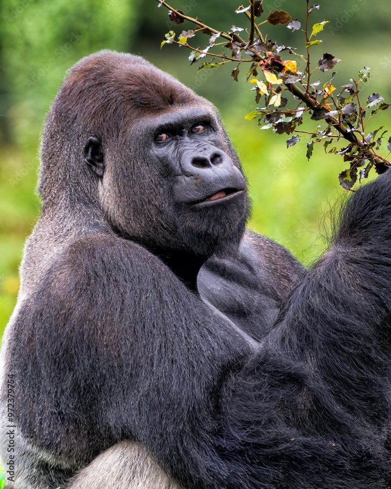 Obraz premium Majestic adult gorilla holding a branch.