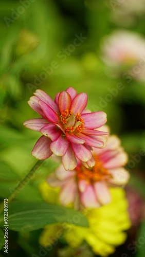 Close-up of chrysanthemums blooming in the garden