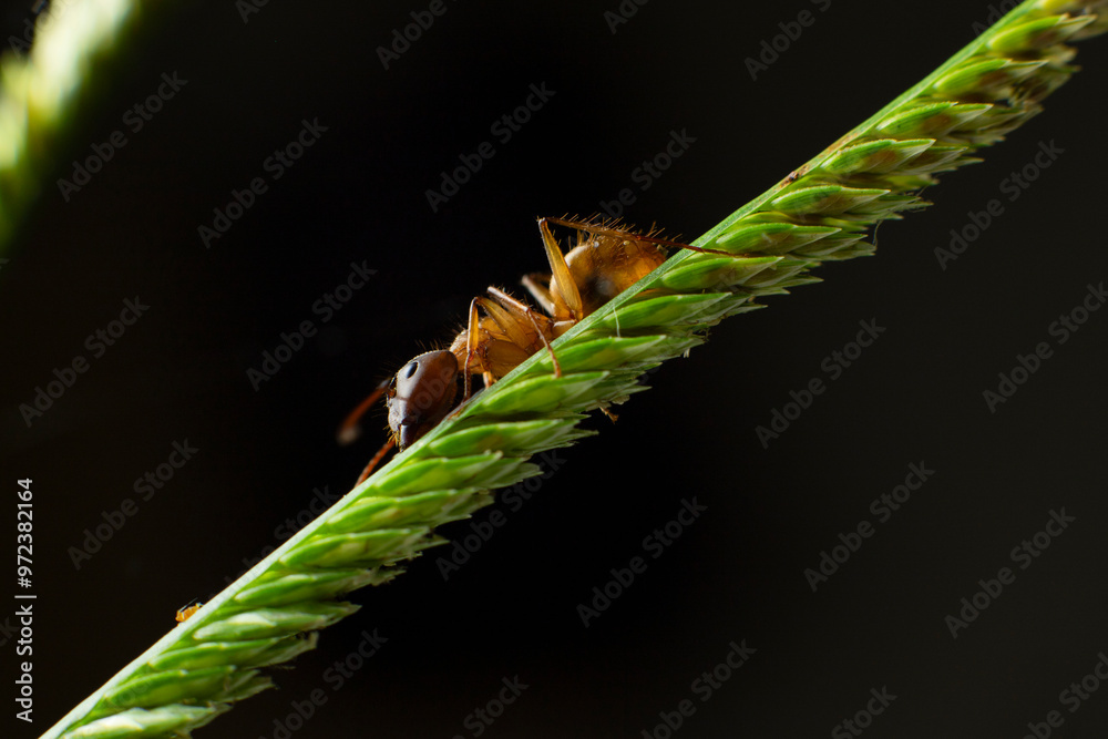 Fototapeta premium Details of small ant on garden leaf, macro details
