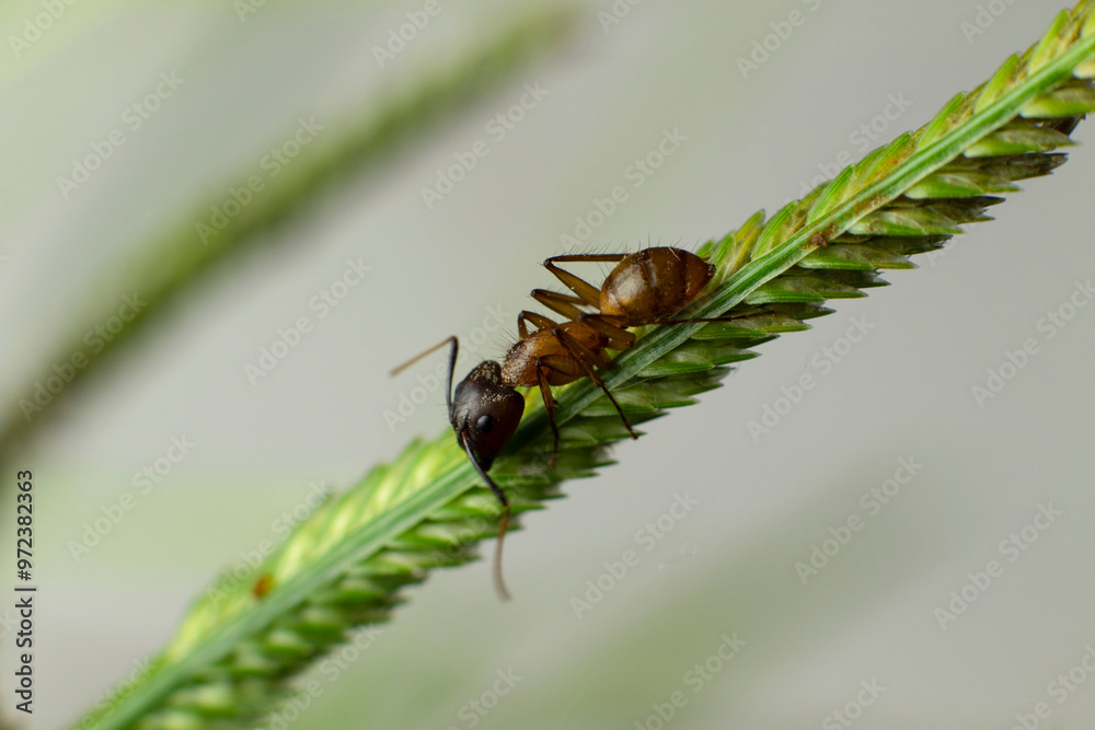 Fototapeta premium Small ant on garden leaf, in its details with light background