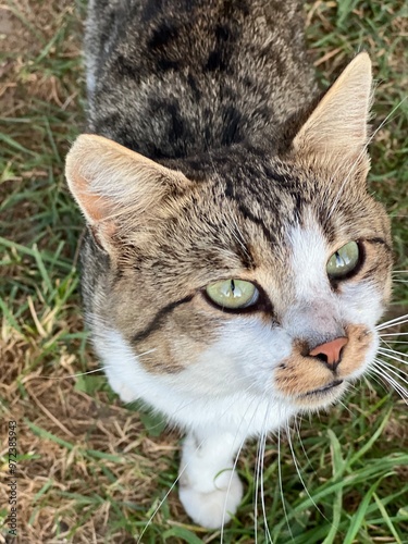 Canvas Print wild village hungry striped cat with green eyes on grass background asks for foo