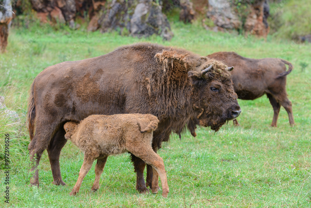 buffalo on green grass, animals in natural environment buffalo on green grass, animals in natural environment