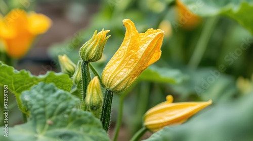 Close-up of a zucchini plant with bright yellow blossoms and small zucchinis, a sense of growth and calm, no logos