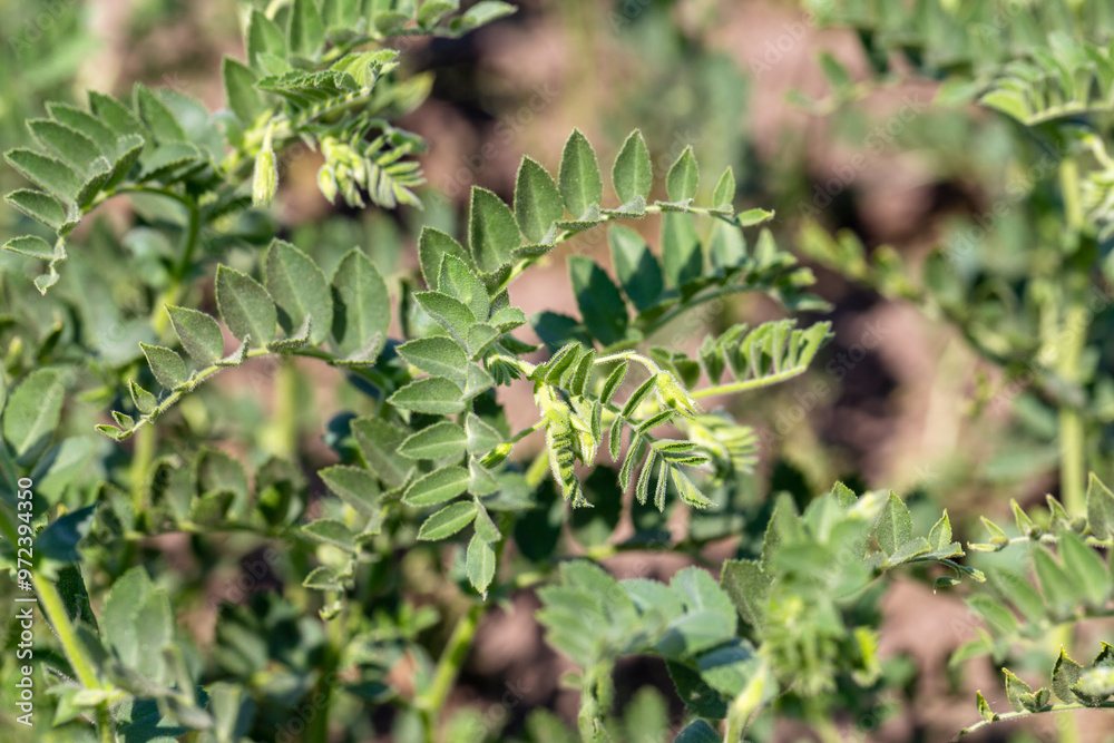Chickpeas in garden with leaves. Chickpeas plant growing. Chickpeas in garden with leaves. Chickpeas plant growing.