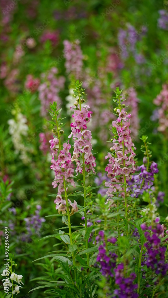 Close-up of blooming Angelonia goyazensis flower Close-up of blooming Angelonia goyazensis flower