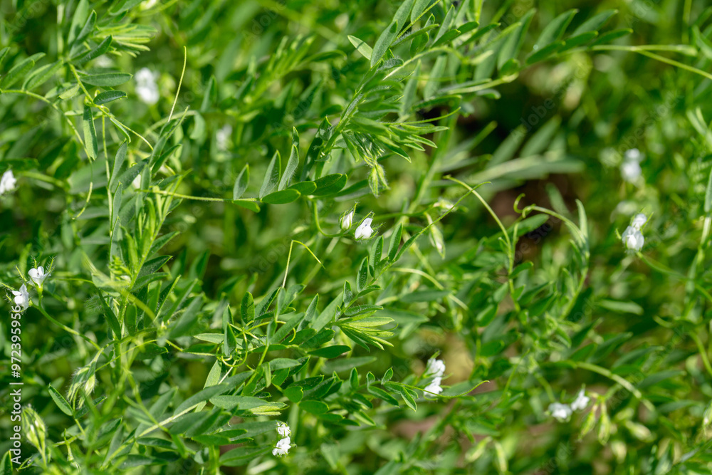 Close-up of lentil plant with white flowers. Lentil field. Detail of flowers and tendrils on a green background Close-up of lentil plant with white flowers. Lentil field. Detail of flowers and tendrils on a green background