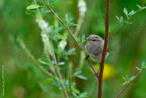 junger Zilpzalp, Weidenlaubsänger // young Chiffchaff (Phylloscopus collybita)  photo