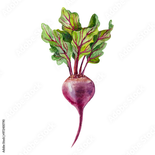 Beetroot watercolor. Hand drawn vegetable illustration isolated on white. For cards, food labels, packaging, banner for Harvest Day and Vegetarian Day.