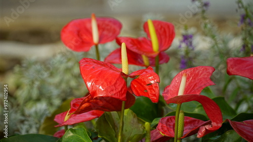Close-up of Anthurium andraeanum flower blooming photo