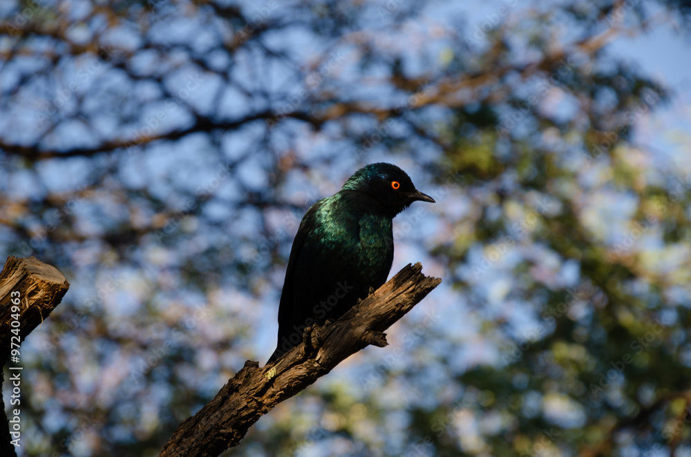 Glossy starling with red eyes on tree branch in Botswana Glossy starling with red eyes on tree branch in Botswana