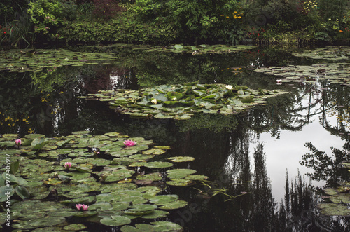 Waterlillies photo