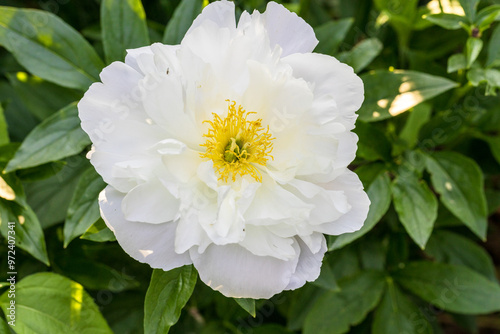 Fototapeta Naklejka Na Ścianę i Meble -  PEONY MISS AMERICA. Beautiful white peonies in the garden.