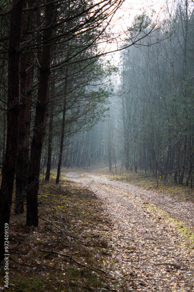Obraz premium Path in the forest - autumn time
