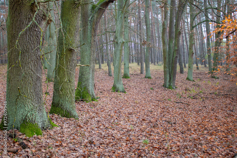 Path in the forest - autumn time
