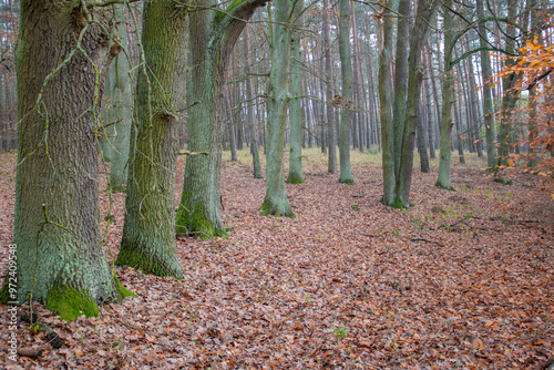 Obraz na płótnie Path in the forest - autumn time w salonie