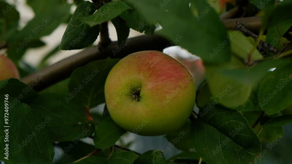 Green branch of apple tree with leaves and red ripe fruits apples in the garden. Fresh and juicy apples ready for harvest. Rural landscape, Orchard. Close-up. Movement of leaves from the wind. Green branch of apple tree with leaves and red ripe fruits apples in the garden. Fresh and juicy apples ready for harvest. Rural landscape, Orchard. Close-up. Movement of leaves from the wind.