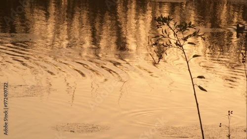 Wild duck or mallard in a river at sunset. Anas platyrhynchos photo