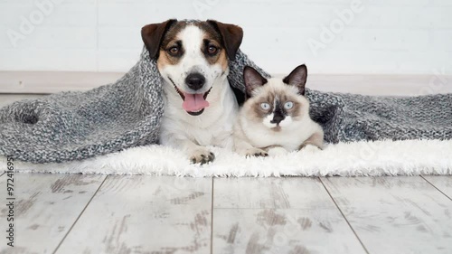 Cute kitten and puppy playing together. Cat and dog