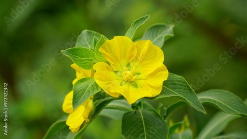 Close-up of wild blooming Turnera Diffusa flowers
