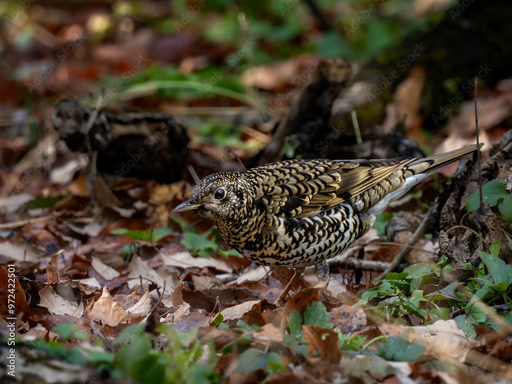 Fototapeta premium 枯れ葉をかき分けてエサを探しているトラツグミ