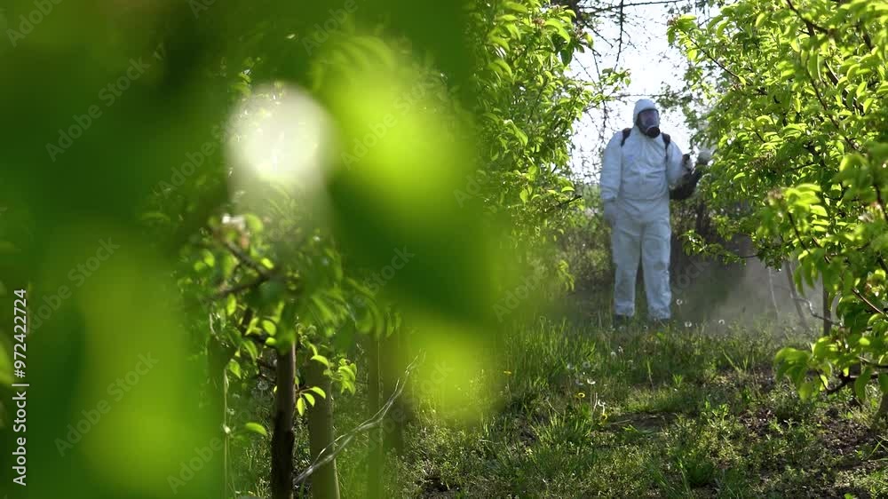 Farmer Spraying Fruit Trees with Chemicals in Springtime - Rack Focus and Zoom Out Shot. Fruit Grower in Personal Protective Equipment Spraying Orchard With Backpack Atomizer Sprayer. Gas Mask Man. Farmer Spraying Fruit Trees with Chemicals in Springtime - Rack Focus and Zoom Out Shot. Fruit Grower in Personal Protective Equipment Spraying Orchard With Backpack Atomizer Sprayer. Gas Mask Man.