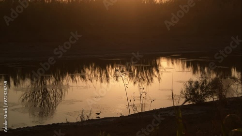 Black winged stilt in the shore of a river at sunset. Himantopus himantopus photo