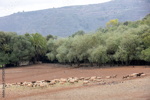 Rebaño de ovejas pastando junto a palomas en un claro de un campo photo