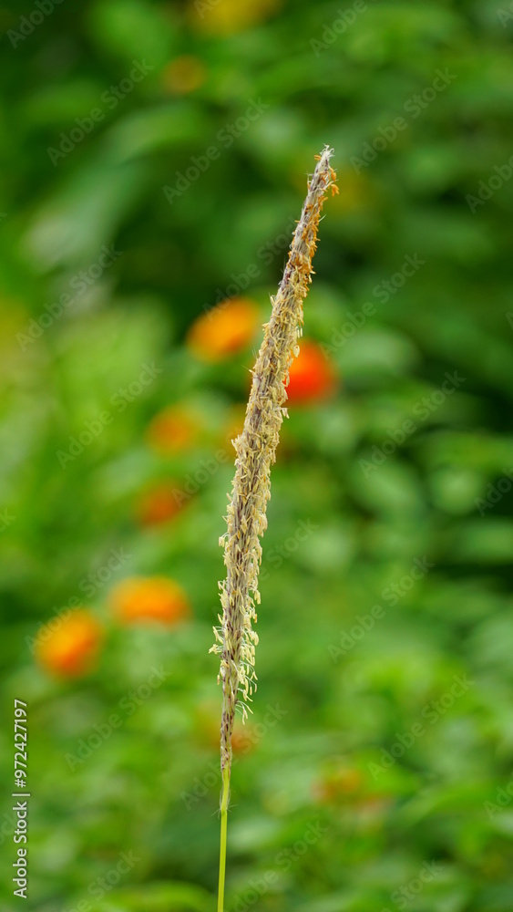 Close-up of reed flowers growing in the field Close-up of reed flowers growing in the field