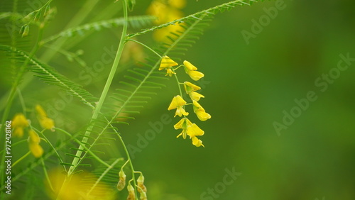 Close-up of Sesbania sesban flower