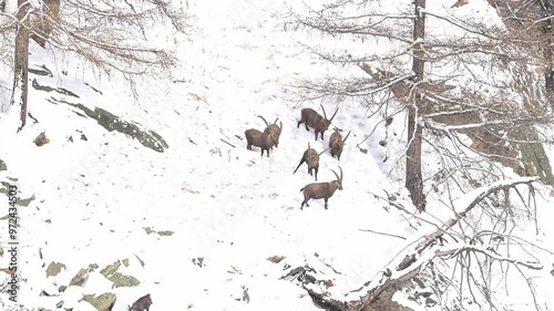 Six Alpine ibexes and one Alpine chamois in the coniferous forest (Capra ibex and Rupicapra rupicapra)