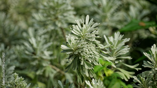 Close-up of Artemisia tridentata plant photo