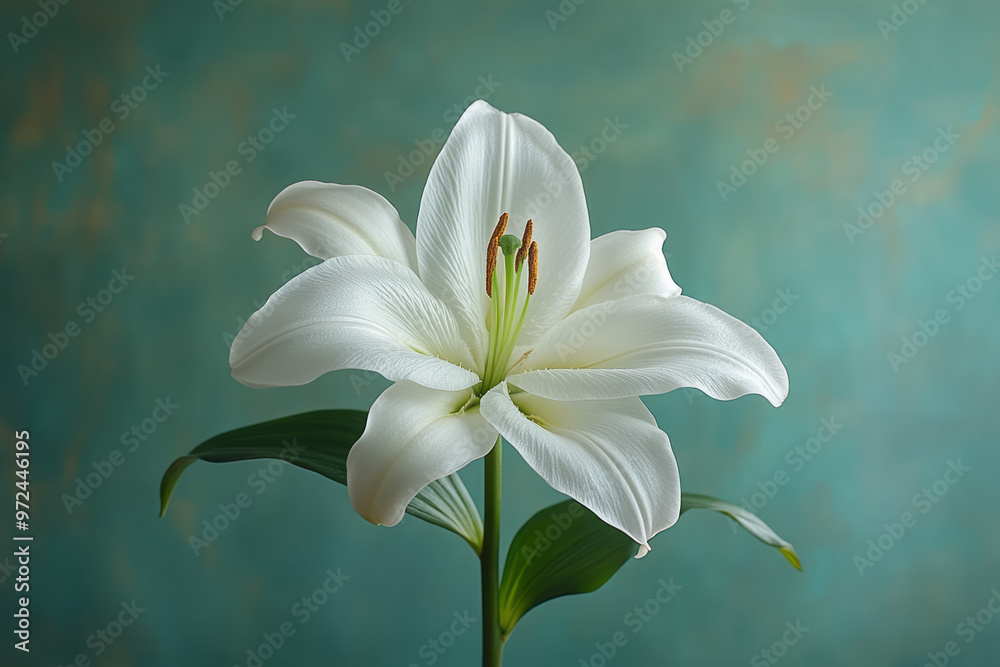 Obraz premium A single white lily with a long, elegant stem,