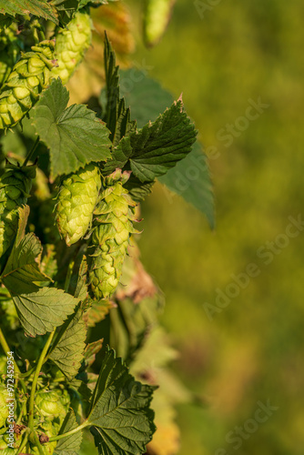 Bavarian Hops cone in close up view before harvest phase 