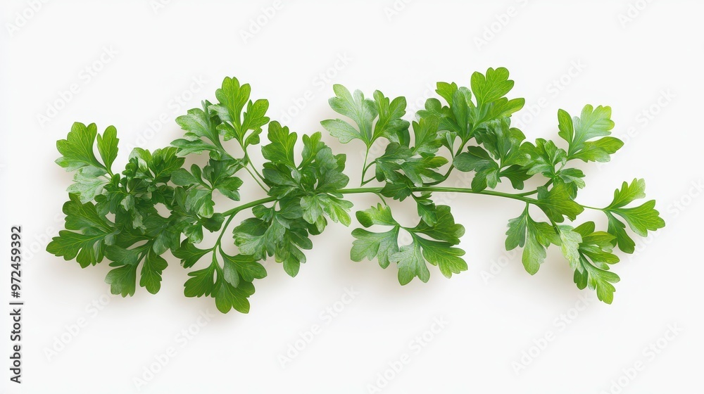 Parsley clipart, element, 3D illustration, realistic, isolated on white background