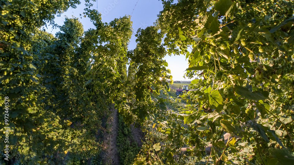 Fototapeta premium Bavarian Hops garden in wide angle view before harvest phase 