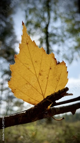 Closeup vertical video background of yellow autumn birch tree leaf with copy design space for text photo