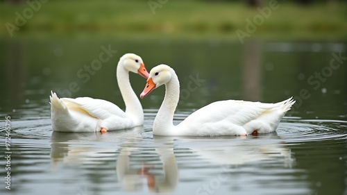 Fototapeta Naklejka Na Ścianę i Meble -  Two white swans swimming in a pond