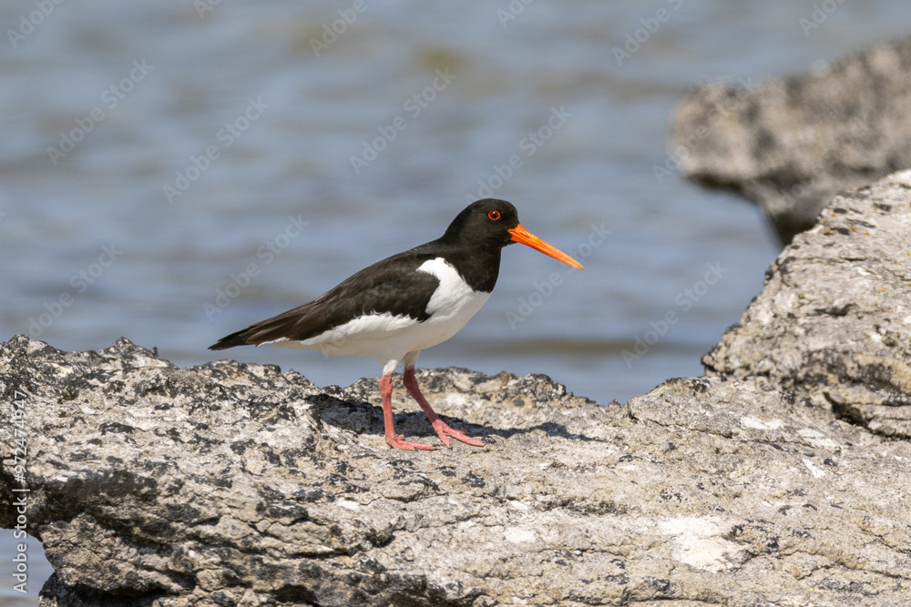 Eurasian oystercatcher on a rock by the sea Eurasian oystercatcher on a rock by the sea
