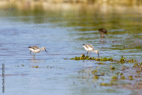 Young pied avocets photo