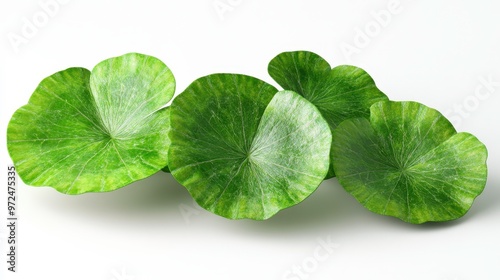 Gotu kola clipart, element, 3D illustration, realistic, isolated on white background