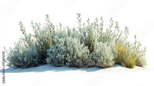 Sagebrush clipart, element, 3D illustration, realistic, isolated on white background