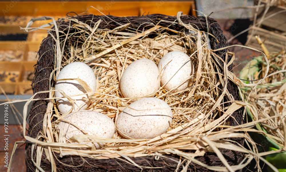 Obraz premium chicken eggs in nest, rural scene
